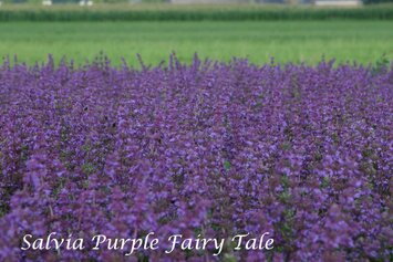 Salvia verticilata Purple Fairy Tale17-8 385